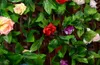 2,5m 8,2ft Konstgjord Silk Rose Blomma Ivy Vine Leaf Garland Bröllopsfest Heminredning Jul Inomhus Utomhus Dekoration Rattan rekvisita