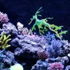 人工水族館の緑豊かな海のドラゴン飾りの魚のタンクのクラゲの装飾ペットグロー＃R21