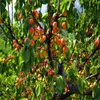 Apricot tree Tree Seeds Natural Perfume Indoor, DIY Home Garden Bonsai 5Seeds A023