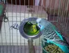 Drewniana papuga Parrot Swing Stand Cage Kolorowe Wiszące Zabawki Dla Cockatiel Budgie