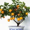 Fruit seeds Dwarf Standing Orange Tree seeds Indoor Plant in Pot garden decoration plant 30pcs E24