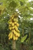 Bonsai pianta giallo oro papaya semi di frutta deliziosa, semi unici molto raro giardino decorazione giardino pianta 50pcs A012