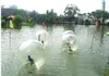 2m Water sport Walking balls PVC inflatable ball zorb balls water walk ball dancing water ball walk on summer swim floats toy