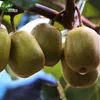 Kiwi Seeds Garden Plants Bonsai Frutta biologica e semi di verdure 100 pezzi G009