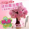 iWish 14x11cm Visual 2017 Pink Big Grow Magic Japanese Sakura Paper Tree Kit di alberi che crescono magicamente Desktop Cherry Blossom Christmas 5PCS