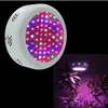 UFO Full Spectrum LED Gright Lights 72 * 3W Hydroponics Gring Box Lampy LED do Greenhouse Roślin Warzywo Wzrost kwitnienia