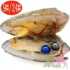 30PC Freshwater Cultured Love Wish Pearl Oyster with Pearl Inside 28 Colors (Round Shape) (6-7mm). harvest your own pearl - great gift!