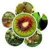 Bonsai Plant Kiwi Tree Seeds Fruit Garden Decoration Plant 20pcs A93