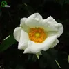 Cherokee rose Seeds Rare Flower Seeds DIY Home Garden plant Easy to Grow 50 Partarticles / lot H08