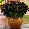 Semi di petunia nera Semi di fiori Bonsai Semi di piante molto fragranti 200 particelle / lotto E011