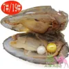 Hope Pearl Oyster Vakuumverpackung 6–7 mm runder Liebes-Naturperlenanzug – ernten Sie Ihre eigene Perle – tolles Geschenk!