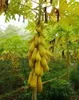 Bonsai pianta giallo oro papaya semi di frutta deliziosa, semi unici molto raro giardino decorazione giardino pianta 50pcs A012