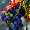 Semi di uva colorata Semi di frutta organica Semi di frutta domestica Pianta della frutta, può essere mangiato! 30 pezzi G018.