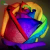 Beautiful Rainbow Rose Seeds Flower Seeds Bonsai Plant for Home Garden 30 Particles / lot W011