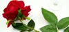 Wholesale 26.8inch Big blooming Red-rose Artificial Flowers Flocking Red Roses Wholesale Display Flower for Home decorations Wedding Party