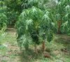 Semi di frutta Dwarf Hovey Hovey Papaya Pianta Pianta Contenitore Bonsai Giardino Decorazione Plant 50pcs E04