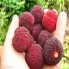 Semi rossi Bayberry Semi da giardino Bonsai Semi di frutta e verdura biologica 10pcs Z013