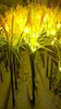 27 6 70 cm Złote Wodoodporne LED Plant Pszenica Świąteczne Świąteczne domowe ogrodowe patio Manor Lawn Decor28154264402