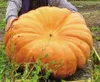 Semi rari Giant Pumpkin Titan Organic Russian Rusholoom Pumpkins Seed 10pcs S051