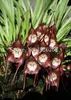 Bonsai Flower Seeds Monkey Face Face Orchid Seeds Seeds Garden Semi di fiori da giardino 20 pezzi