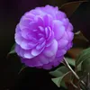 Camellia Seeds Organic Flower Seeds Indoor Bonsai plant 10 particles / lot F012