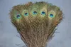 Feestelijke feesten Supplie Natural Peacock veren voor bruiloft Kerst Halloween Decoraties in lengte 40-50 cm DIY Craft Home Wedding Pasen Decor