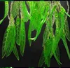 100LEDS 3,5 * 0,6 M Artificiell Salix Leaf Vine Bröllop Gardin Ljus för Hem Trädgård Lysdibletter LED Dekoration Julljus AC 110V-240V