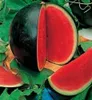 Zucchero Bambino Bambino Citrullus Lanatus Semi di frutta Decorazione da giardino Pianta 20pcs A006