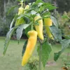 Bonsai Verdure Lemon Drop Hot Chilli Semi Semi organici Decorazione del giardino prolifico Pianta 20pcs A73