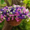 200PCS Hanging Petunia Mixed Seeds Petunia Annual Flower Seeds Home Garden plant L056