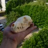 Crânio de animal genuíno esqueleto raposa suprimentos de taxidermia ferramenta de arte óssea