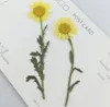 100個のプレス乾燥ひまわりの花の植物herbarium diy素材ジュエリーペンダントブレスレットリングのイヤリング製アクセサリー