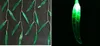 100 LEDS 3,5 * 0,6 M Feuille de Salix artificielle Vigne Rideau lumineux de mariage pour la maison Jardin Luminaires LED Décoration Lumières de Noël AC 110 V-240 V