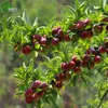 Semi di prugne Verdure biologiche verdi e semi di frutta Delicious 5 Particles / lot M013