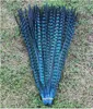 Wholesale 100Pcs/lot beautiful natural pheasant tail feathers 30-35cm/12-14inches