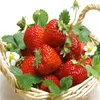 Semi di frutta Strawberry Bosco Bosco Semi di frutta Bonsai Plant 200pcs S029
