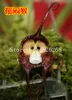 Bonsai Flower Seeds Monkey Face Face Orchid Seeds Seeds Garden Semi di fiori da giardino 20 pezzi