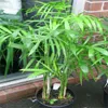 30 pz Cina Rare Palm semi di bambù Rare di alta qualità Bonsai Giardino di casa semi S007
