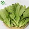 Semi di lattuga piante da giardino Bonsai frutta biologica e semi di verdure 50pcs S018