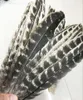 vendita all'ingrosso bellissime e preziose piume di coda di tacchino selvatico 8-12 pollici / 20-30 cm (molte dimensioni tra cui scegliere)