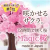 Iwish 2017 Visual 14x11cm rosa grande crescita carta magica sakura albero giapponese albero magicamente in crescita alberi kit desktop Cherry Blossom Christmas 10pcs