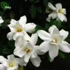 Gardenia Semi Bonsai Semi di fiori in vaso Plants Flowers 20 particelle / sacchetto W021