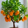 Fruktfrön Dvärg Stående Orange Tree Fröer Inomhus Växt i Pot Garden Decoration Plant 30st e24