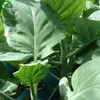 Semi di senape del cavolo Bonsai Garden Plant Non-GMO Semi di verdure biologici 100pcs K010