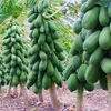 Papaya-Baumsamen Obstfrische Baum-Samen Garten-Dekoration-Anlage 20pcs B32