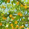 Semi dell'albero di albicocca Delizioso frutto mini semi di frutta in vaso semi di frutta interessanti pianta bonsai 5 particelle / lotto V017