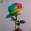 50 Semi raro seme Olanda Arcobaleno Rosa Fiori Lover colorate piante di giardino domestiche F056