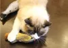 猫シミュレーション魚ペット子猫クッショングラス咬合咀嚼面白いスクラッチピロー20cmペットのパッド入りのおもちゃ