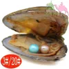 Sötvatten vakuumförpackning oyster hopp pearl pearl pagoda skal pärlor inuti, 28 färger av pärla mystisk överraskning gåva