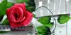 2,5m 8,2ft Konstgjord Silk Rose Blomma Ivy Vine Leaf Garland Bröllopsfest Heminredning Jul Inomhus Utomhus Dekoration Rattan rekvisita
